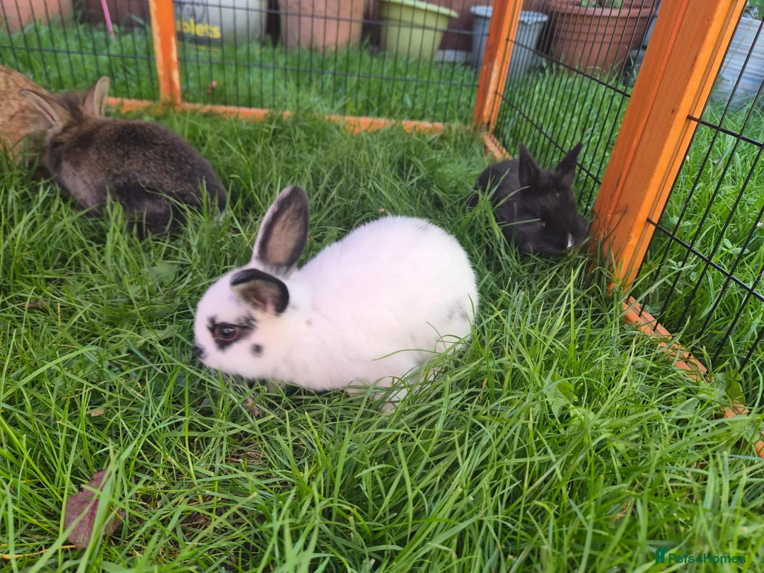 Mixed Breed rabbits for sale: Rabbits for sale  - Advert 1
