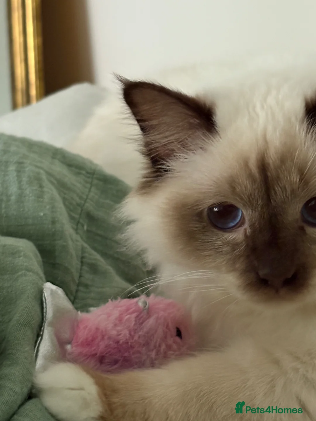 Birman cats for sale: Beautiful Birman Boy in London - Advert 6