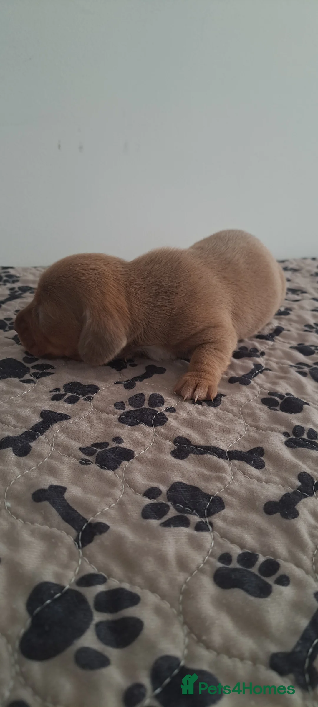 Dachshund dogs for sale: Miniature dachshund 1 girl left - Advert 25