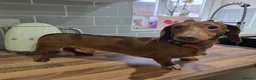 Miniature Dachshund dogs for stud: Tiny Ted dapple minature Dachshund stud  - Advert 8