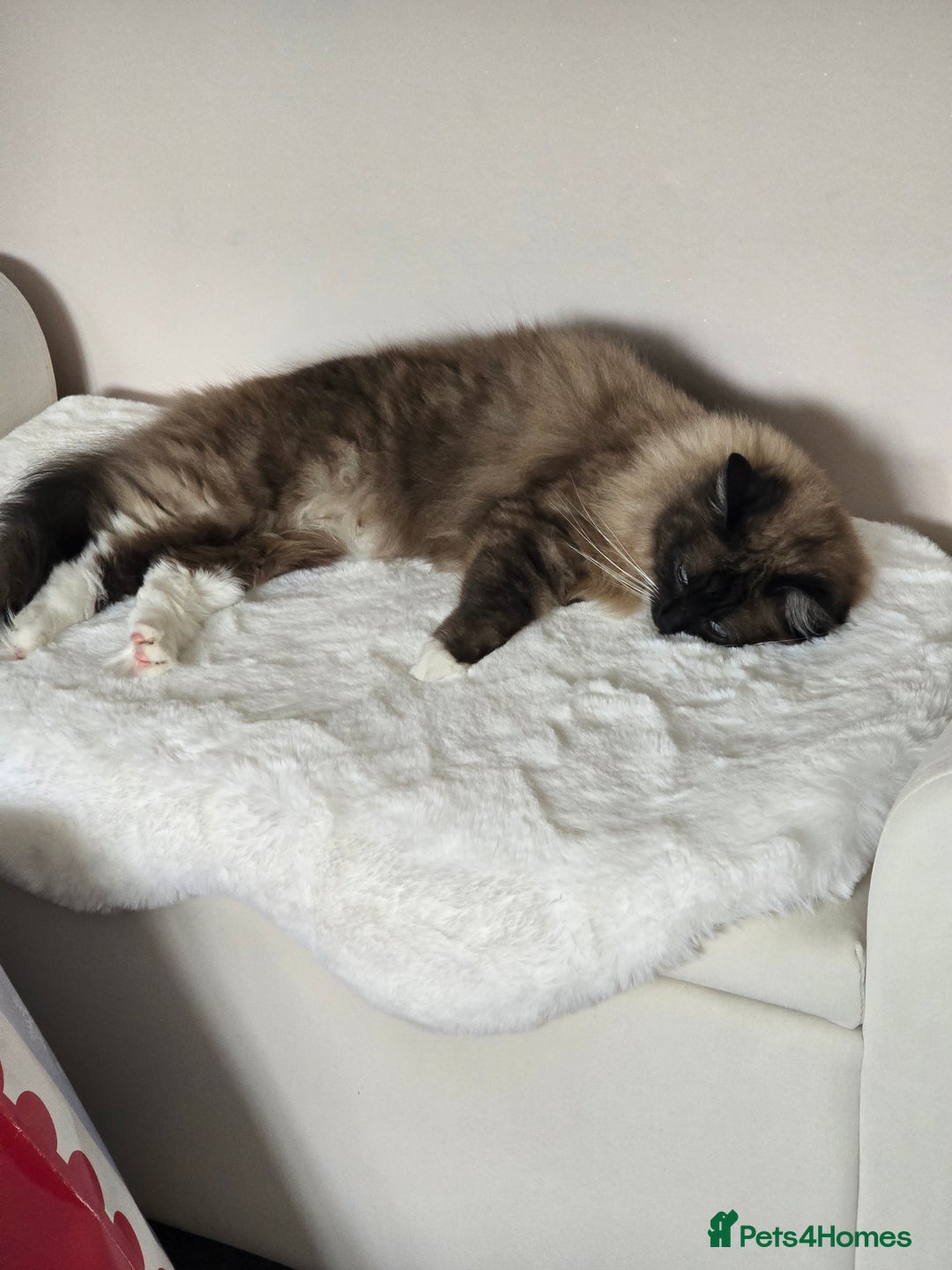 Ragdoll cats for sale: Gorgeous Ragdoll - Advert 5