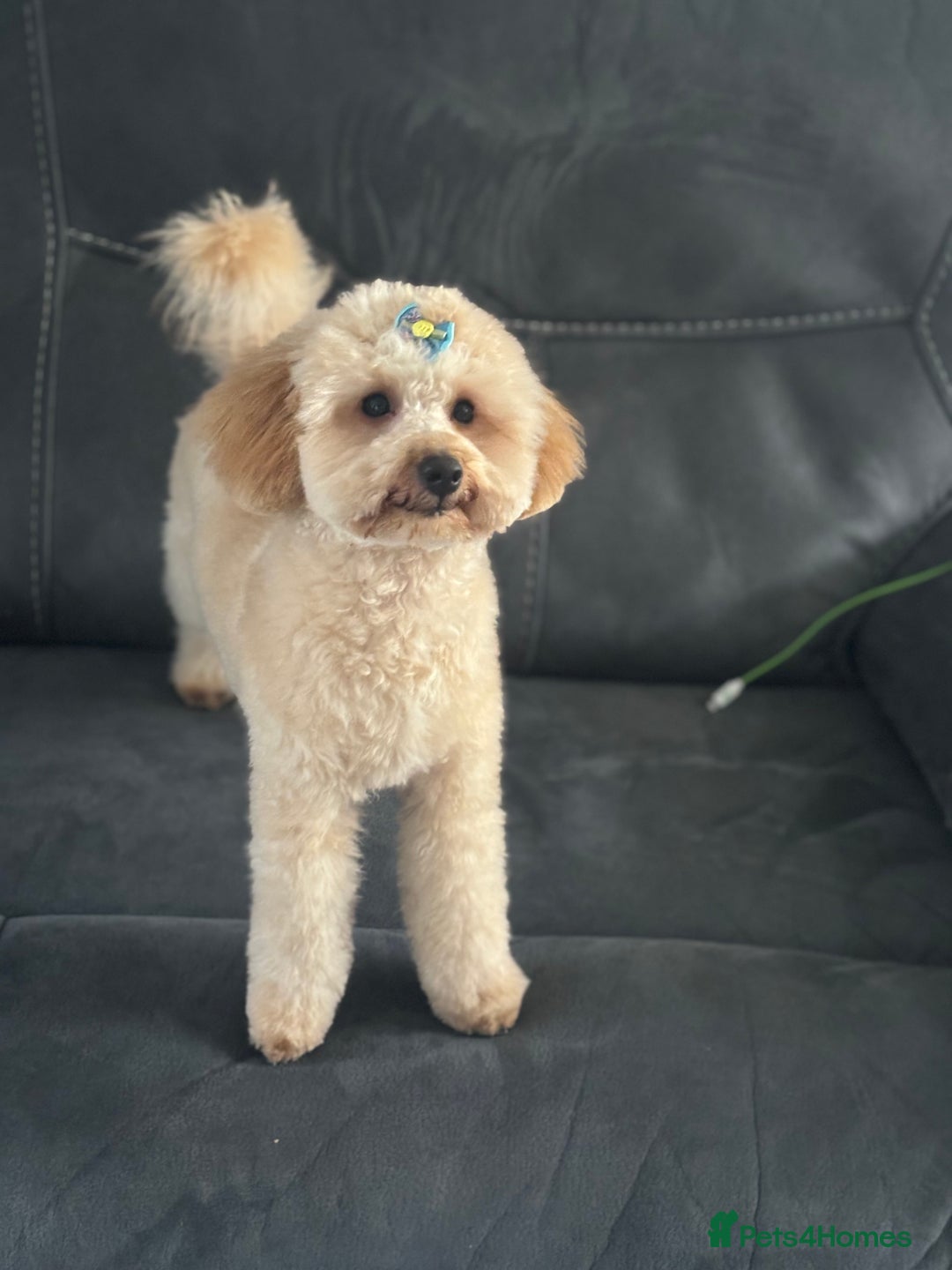 Gallery Image {{count}}