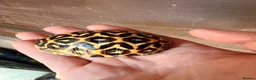 Tortoise reptiles for sale: Indian star tortoise  - Advert 21
