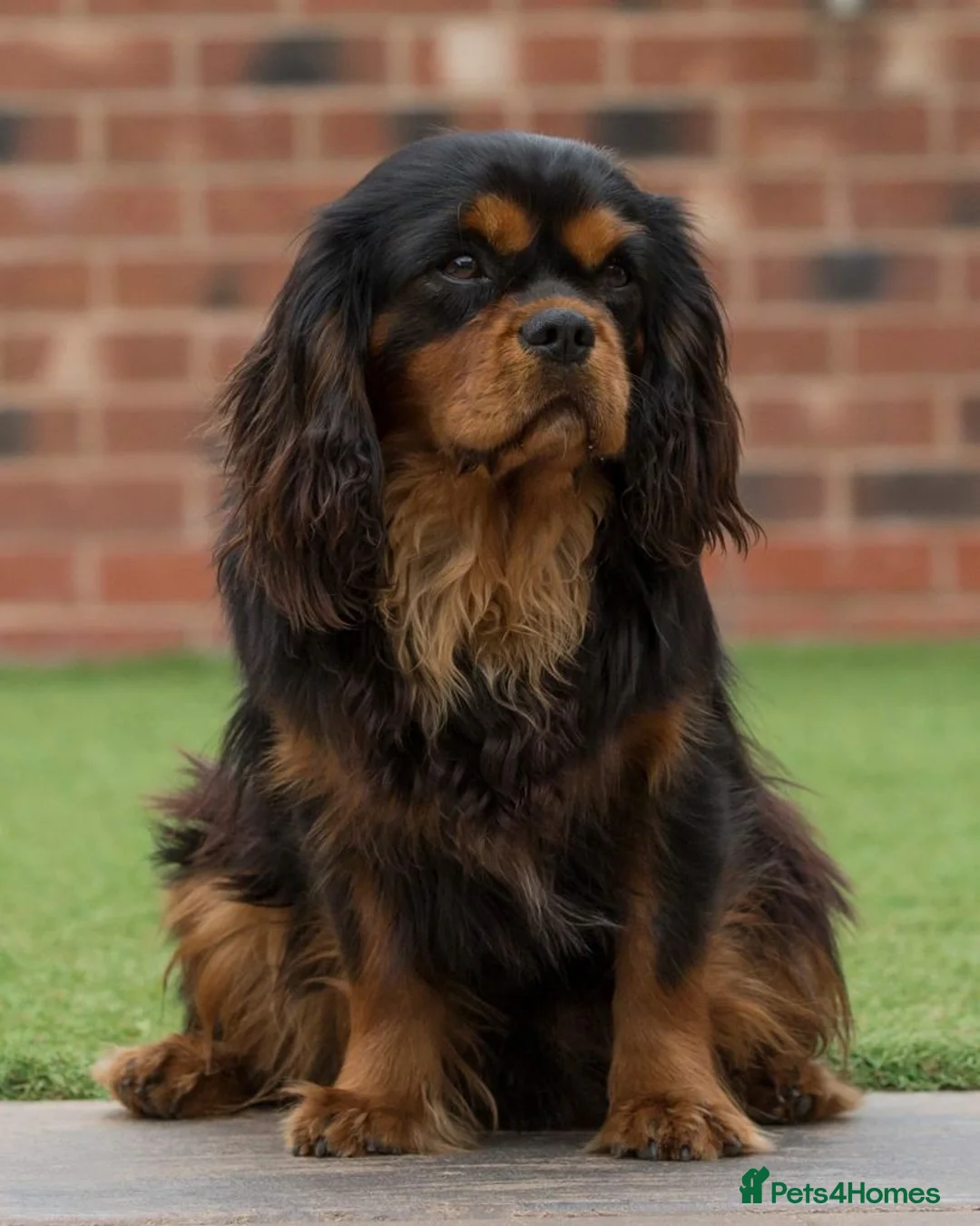 Cavalier King Charles Spaniel dogs for stud: Donnajays 5⭐️health tested proven  in Stafford - Advert 5