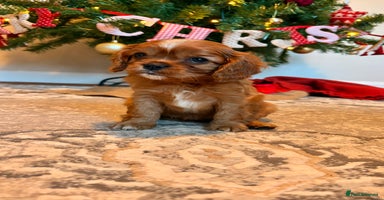 Cavalier King Charles Spaniel dogs Last Beautiful KC Ruby Boy - Extensive Testing. - Advert 13