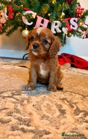 Cavalier King Charles Spaniel dogs Last Beautiful KC Ruby Boy - Extensive Testing. - Advert 13