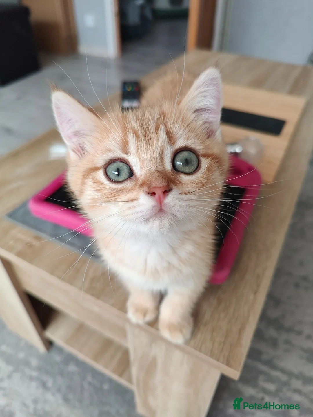 British Shorthair cats for sale: There's only one wonderful kitten left.  Sale  - Advert 2
