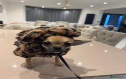 Chihuahua dogs for sale: Chihuahua Apple head  - Image 5