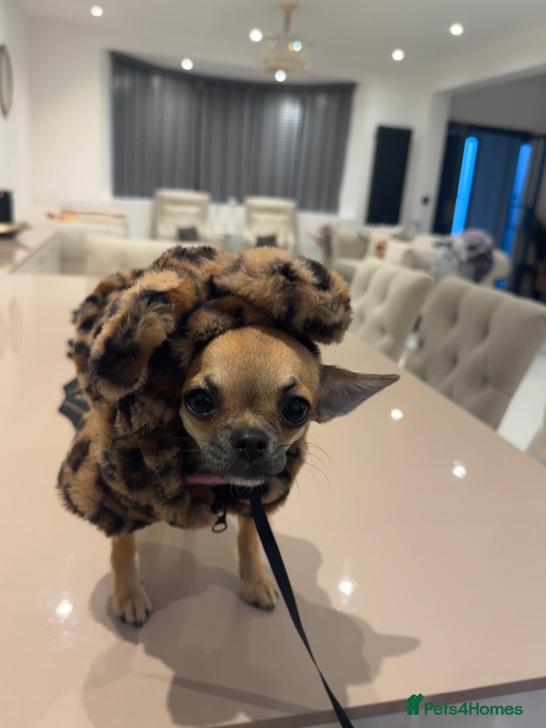 Chihuahua dogs for sale: Chihuahua Apple head  - Image 5