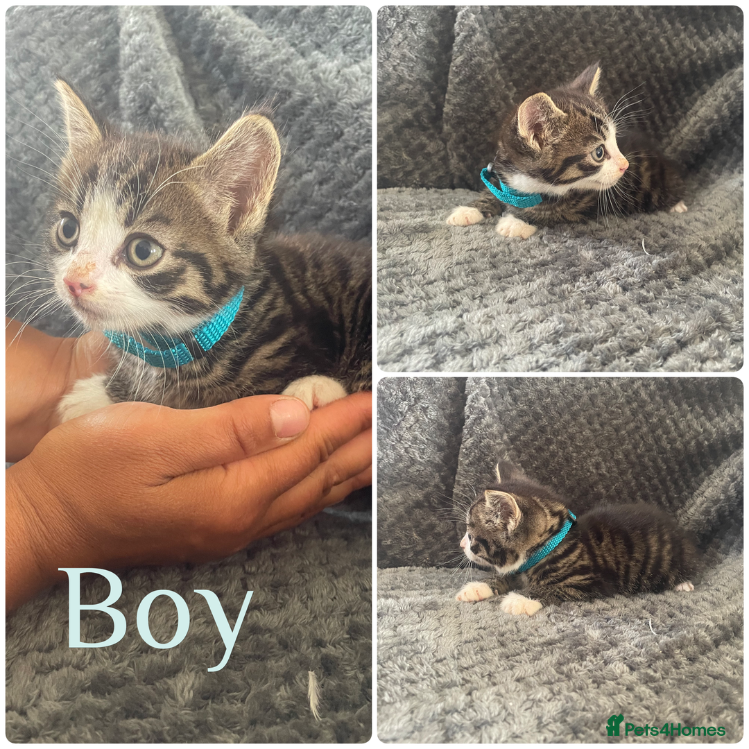 Mixed Breed cats for sale: Beautiful kittens  - Image 5