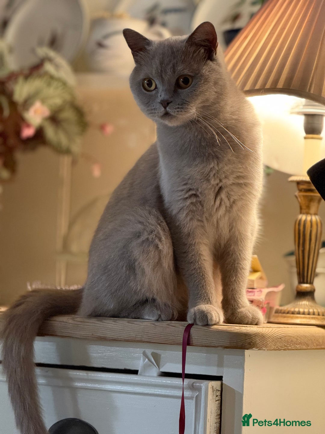 British Shorthair cats for sale: Lilac British Shorthair  - Image 2