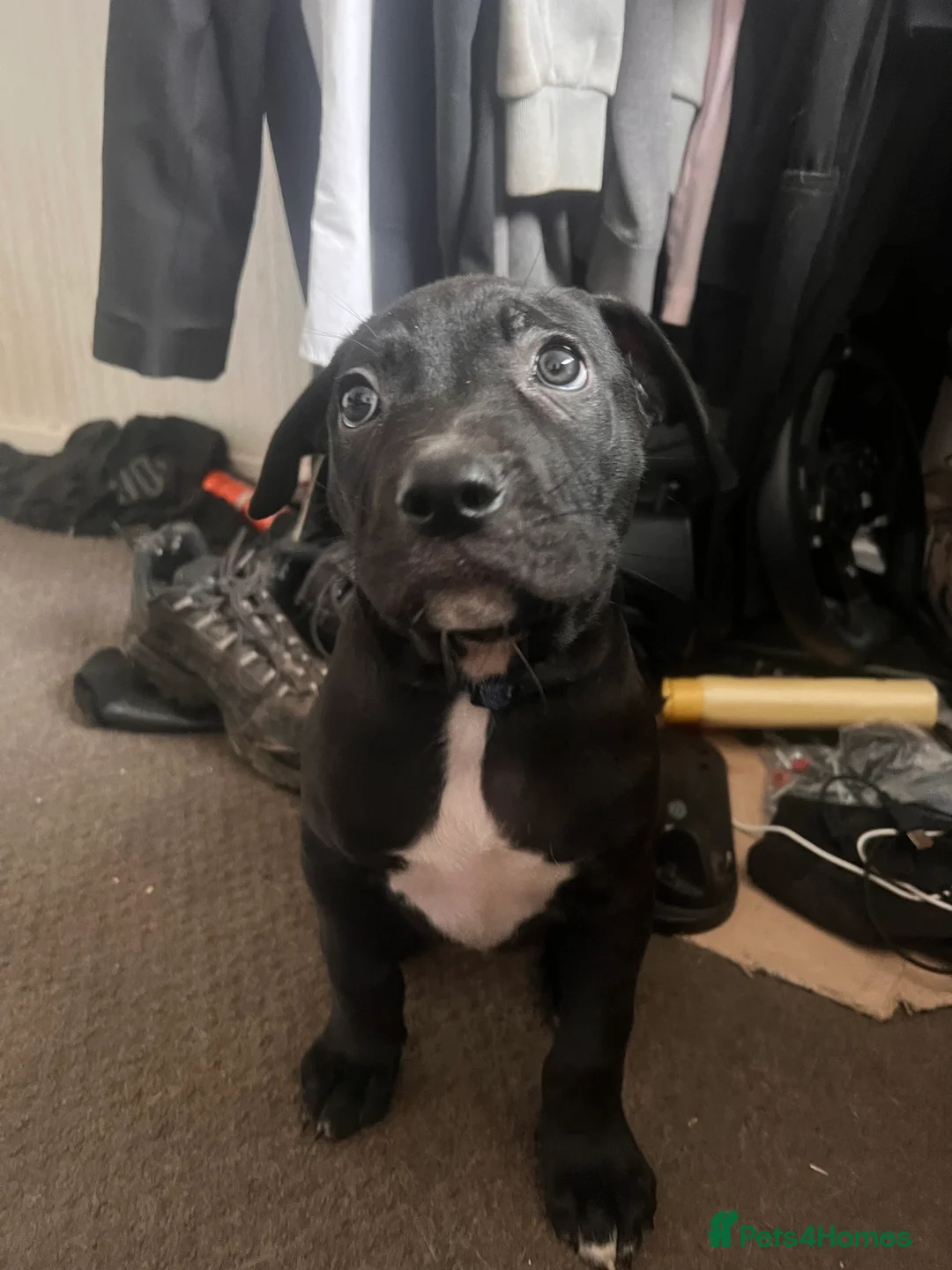 Mixed Breed dogs for sale: 8 Beautiful Mastiff x Staff x Black Mouth Cur Pups - Advert 21