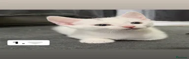 White kitten 1.