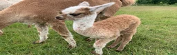 Alpaca livestock for sale: A very special breeding group of 16 alpacas - Advert 18