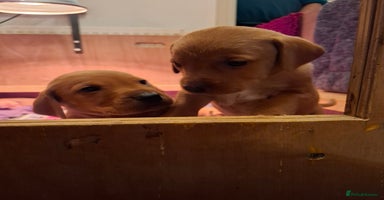 Mixed Breed dogs - Advert 15