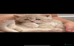 British Shorthair cats for sale: Champion British short hair chunky kittens*unique* - Image 8