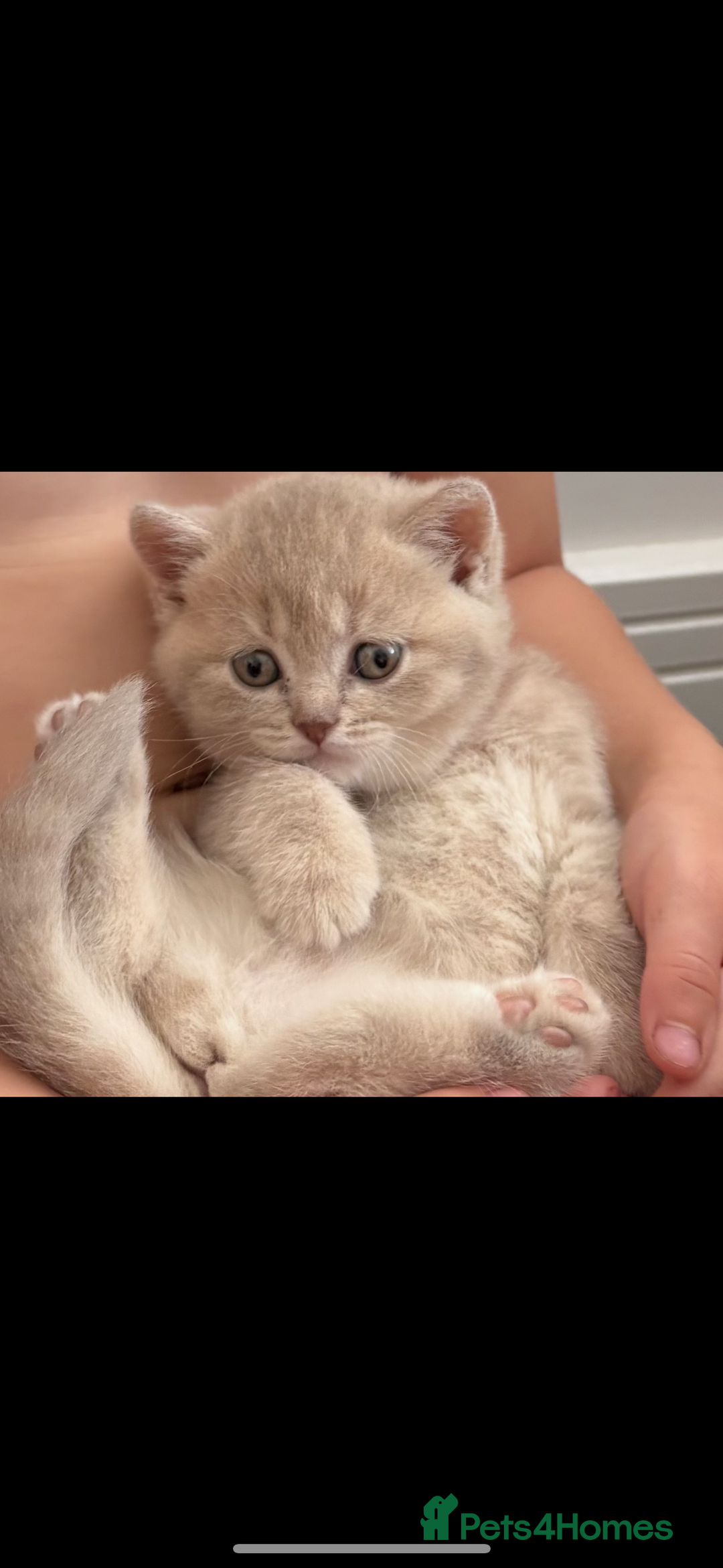British Shorthair cats for sale: Champion British short hair chunky kittens*unique* - Image 8