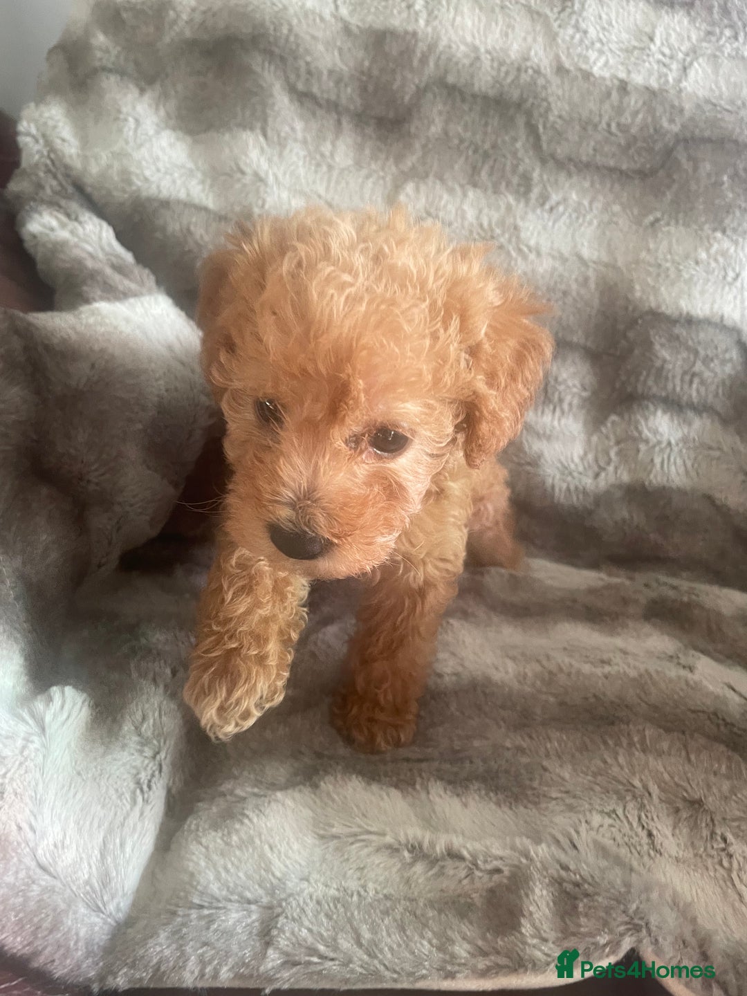 Toy Poodle dogs for sale: Toy poodle puppies  - Advert 26