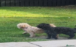 Shihpoo dogs for sale: Adorable F1B Shihpoo puppies ready NOW 🐾🐕🤍 - Image 9