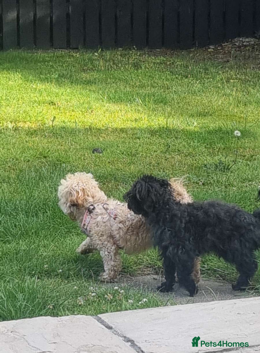 Shihpoo dogs for sale: Adorable F1B Shihpoo puppies ready NOW 🐾🐕🤍 - Image 9