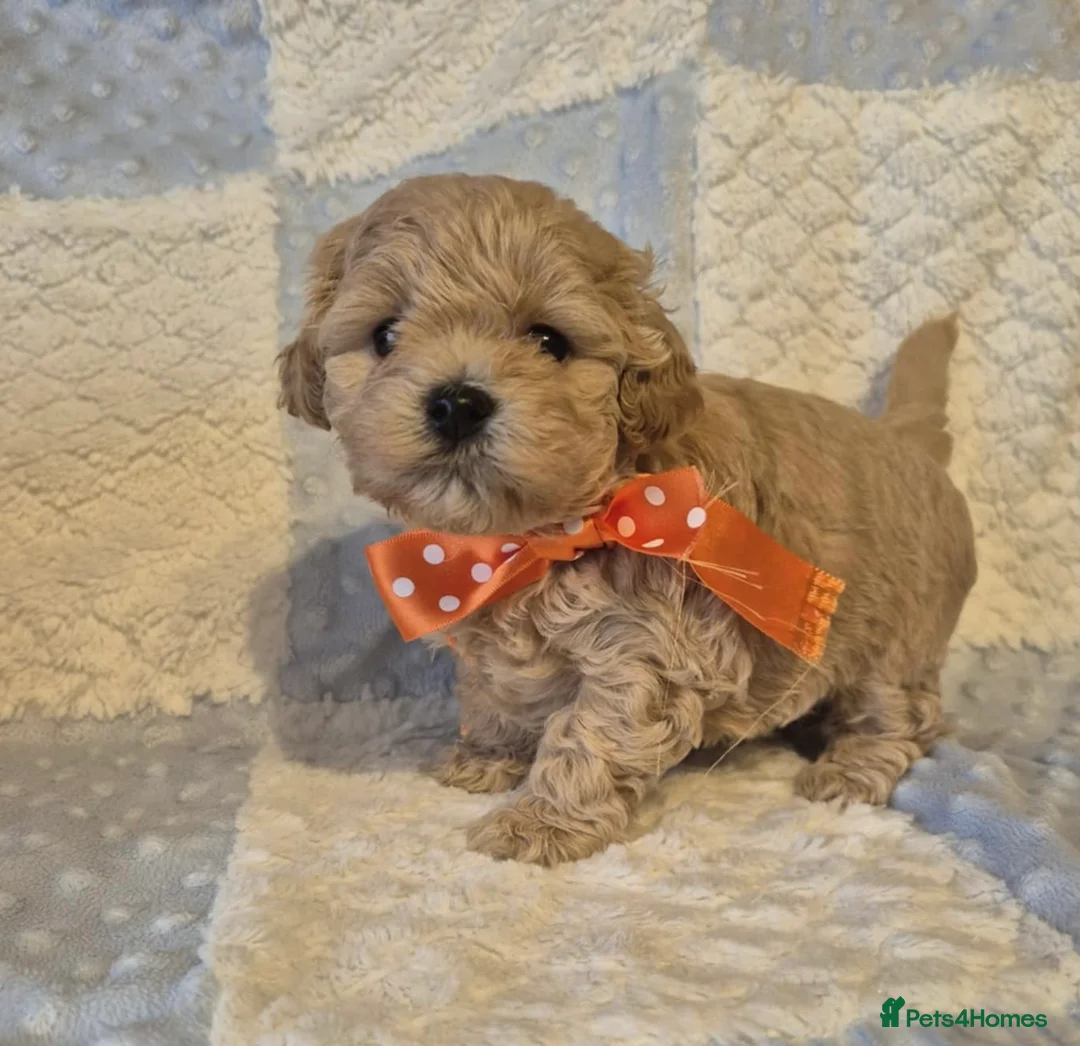Maltipoo dogs for sale: Adorable very small maltipoo puppies 🐶❤️ - Advert 13