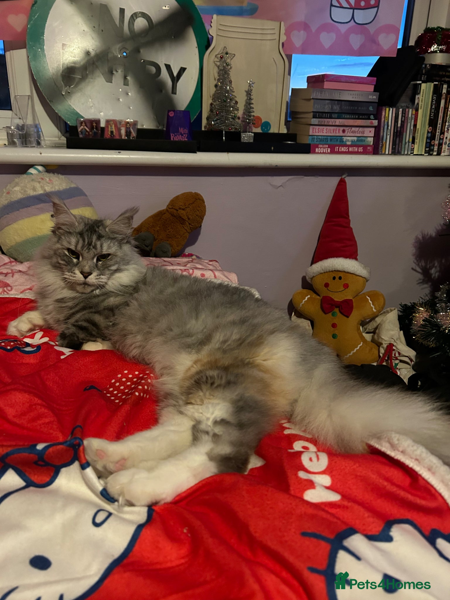 Maine Coon cats Lumihuitale, adult female silver - Advert 4
