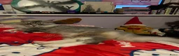 Maine Coon cats for sale: Lumihuitale, adult female silver in Llandysul - Advert 1