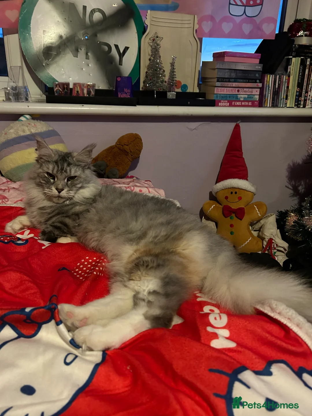 Maine Coon cats for sale: Lumihuitale, adult female silver in Llandysul - Advert 1