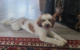 Labradoodle dogs for stud: Mr Lover Lover -"Bandit" Mini Labradoodle STUD in Bury Saint Edmunds - Image 11