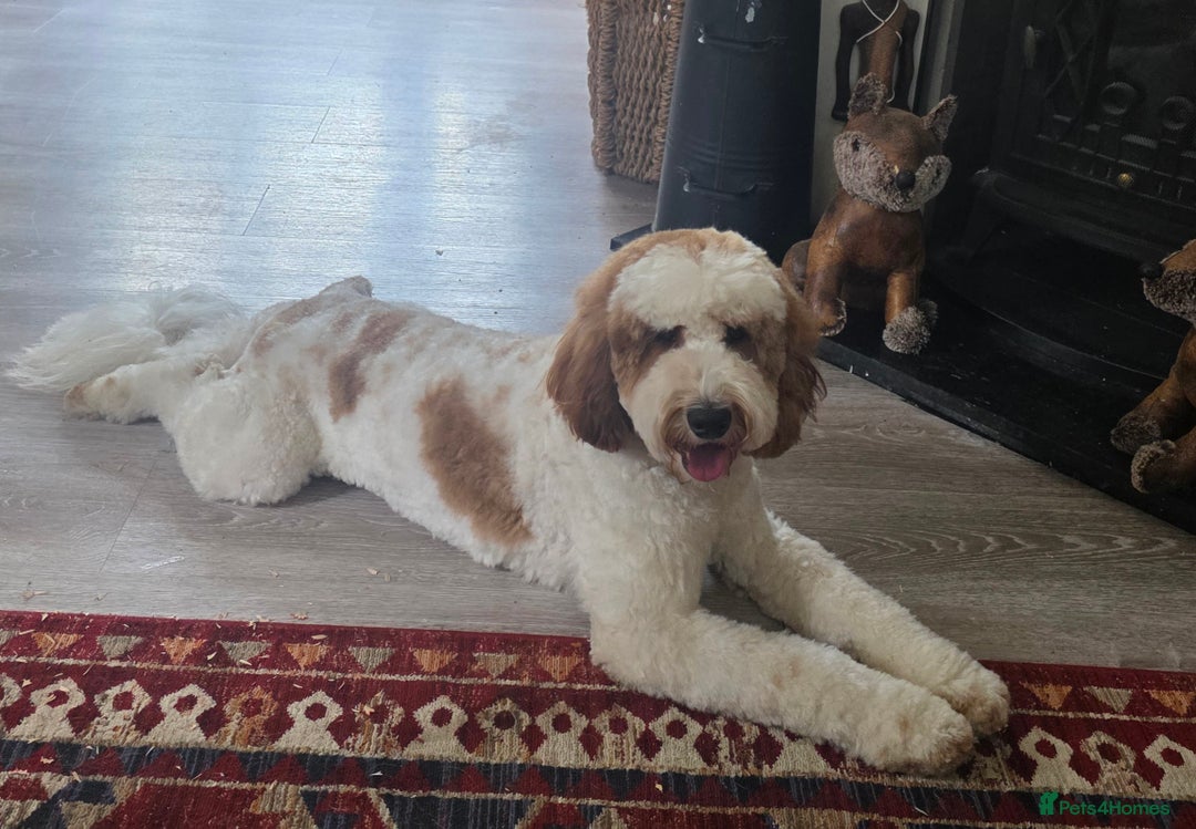 Labradoodle dogs for stud: Mr Lover Lover -"Bandit" Mini Labradoodle STUD in Bury Saint Edmunds - Image 11
