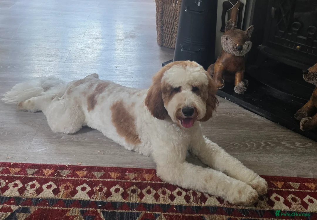 Labradoodle dogs for stud: Mr Lover Lover -"Bandit" Stunning Mini Doodle STUD in Bury Saint Edmunds - Advert 12