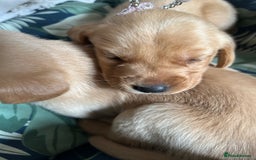 Cockerdor dogs for sale: Fox Red & Golden Labrador cross Cockerdor Puppies  - Image 13