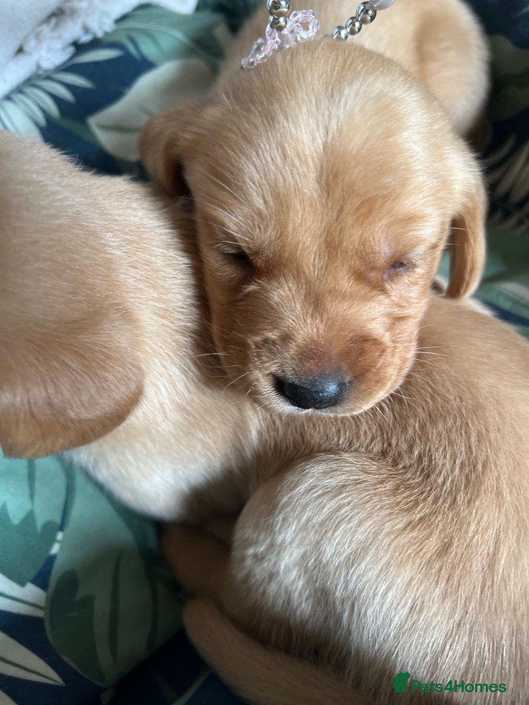 Cockerdor dogs for sale: Fox Red & Golden Labrador cross Cockerdor Puppies  - Image 13