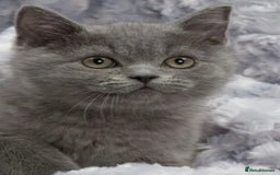 British Shorthair cats for sale: British shorthair  in Blackpool - Image 6