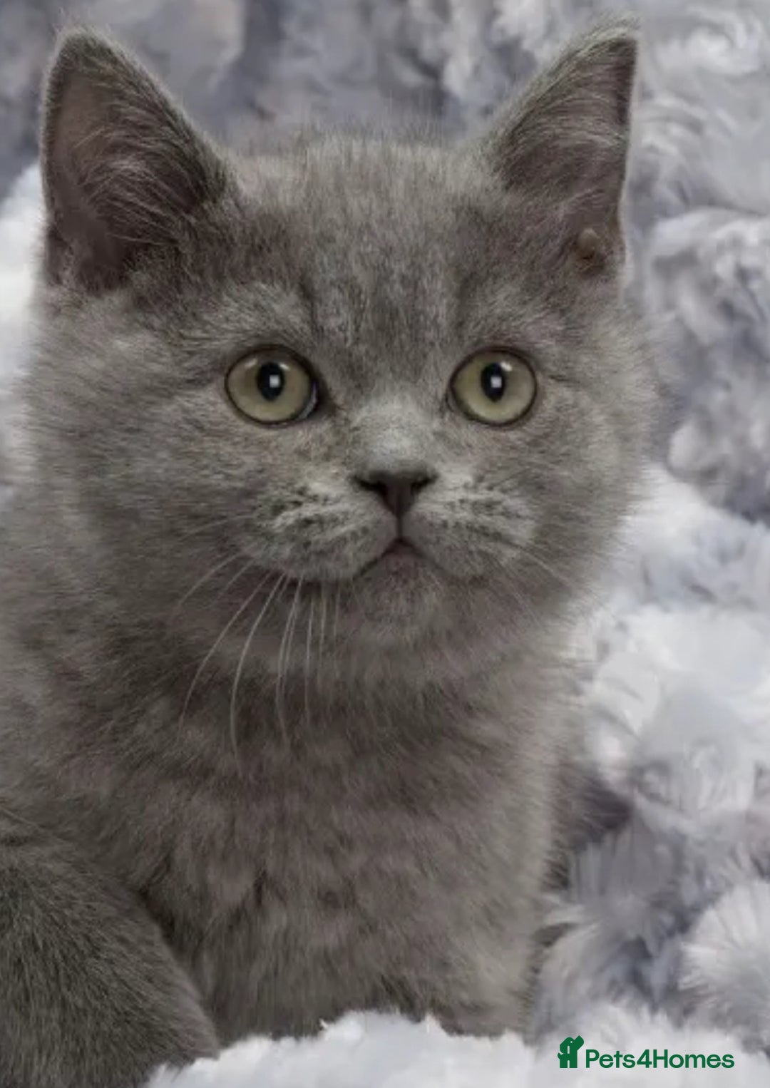 British Shorthair cats for sale: British shorthair  in Blackpool - Image 6