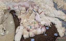 Double Doodle dogs for sale: Double doodle litter born 24/07/25 - Image 20