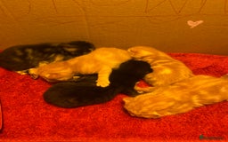 Mixed Breed cats for sale: Kittens - Image 2