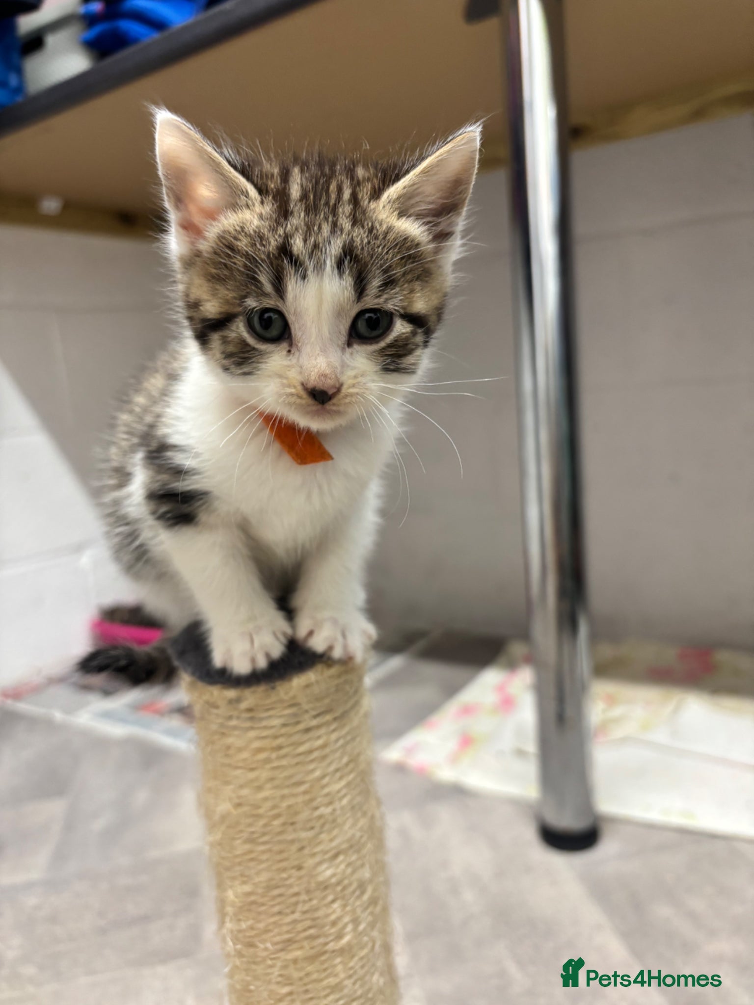 Mixed Breed cats Beautiful kittens  - Advert 2