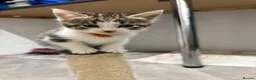 Mixed Breed cats for sale: Beautiful kittens  - Advert 5
