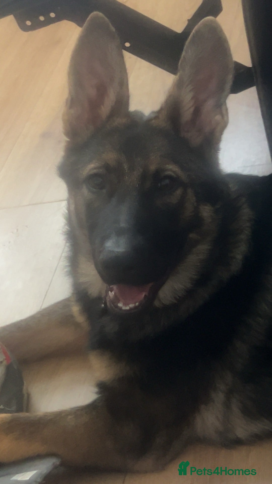 German Shepherd dogs for sale: Lucy’s 28 weeks old female  - Image 1