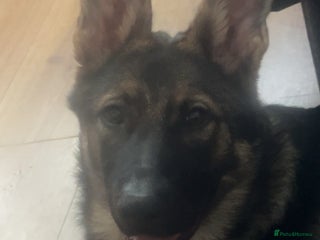 German Shepherd dogs - Advert 9