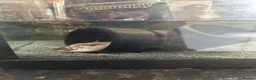 Axolotl reptiles for sale: X2 female axolottle for sale including tank  in Telford - Advert 3