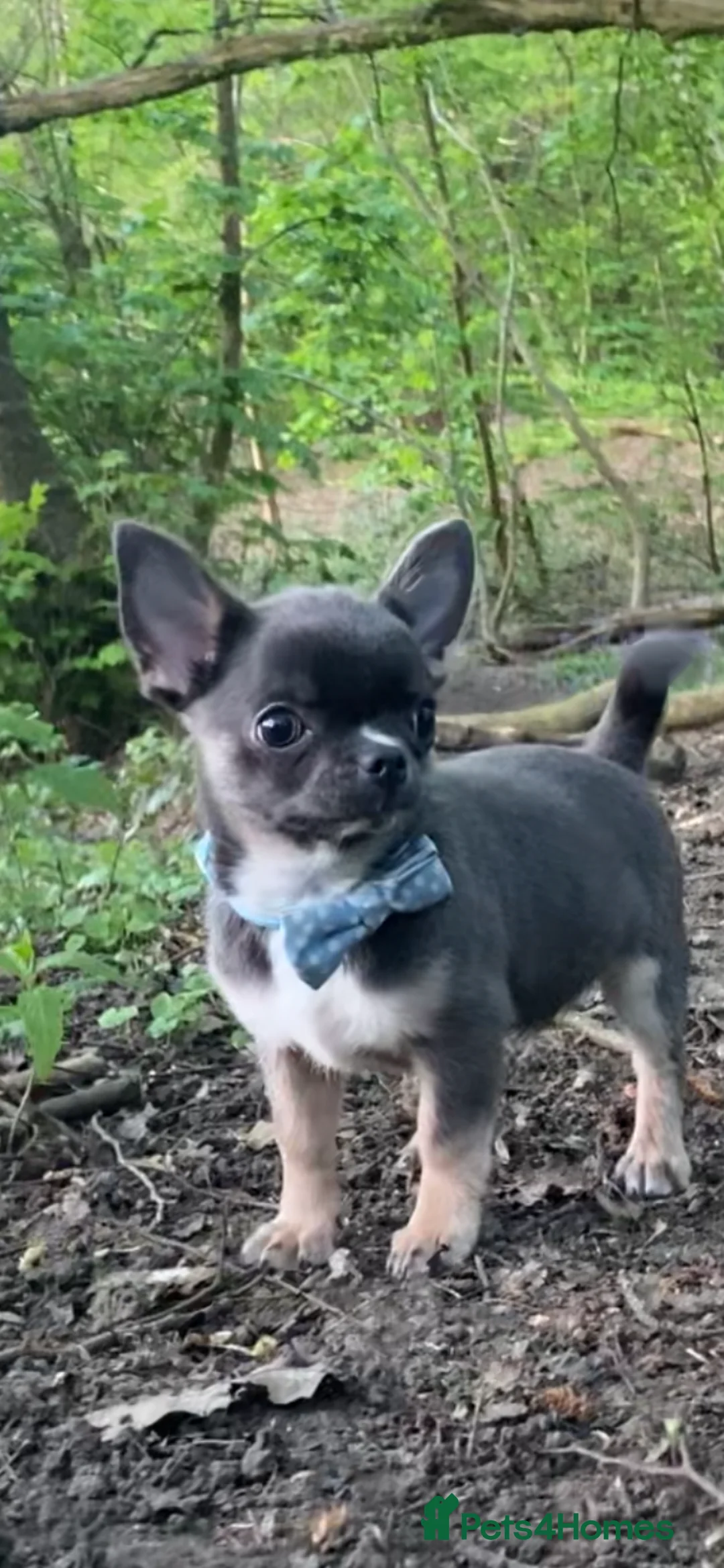 Chihuahua dogs for sale: Stunning little chihuahua boy - Advert 1