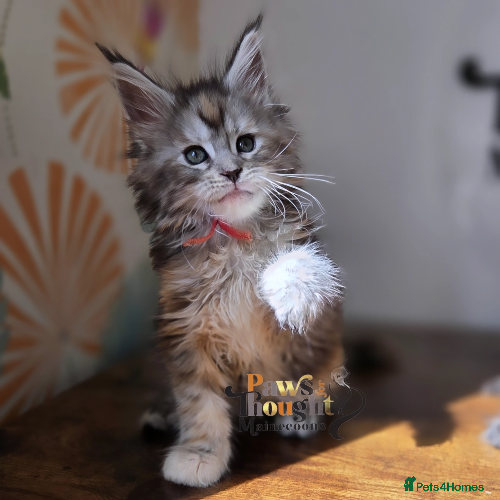 Maine Coon cats Outstanding Quality TICA reg Kittens - Advert 2