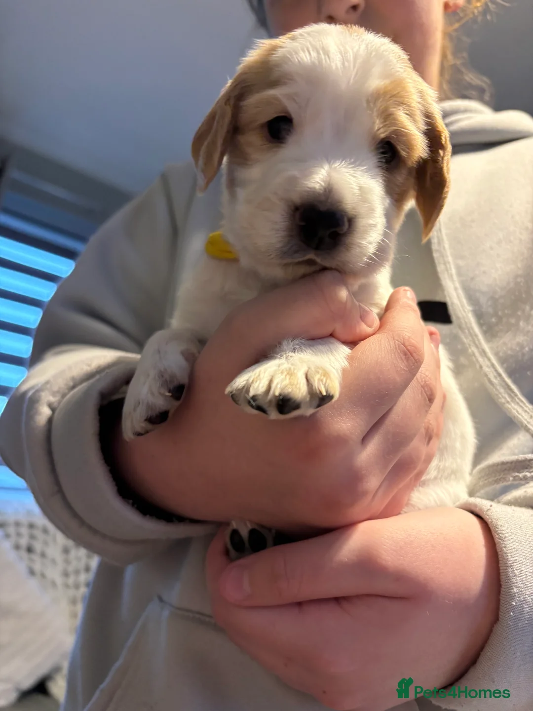 Cocker Spaniel dogs for sale: Cocker spaniel puppies  in Rotherham - Advert 17