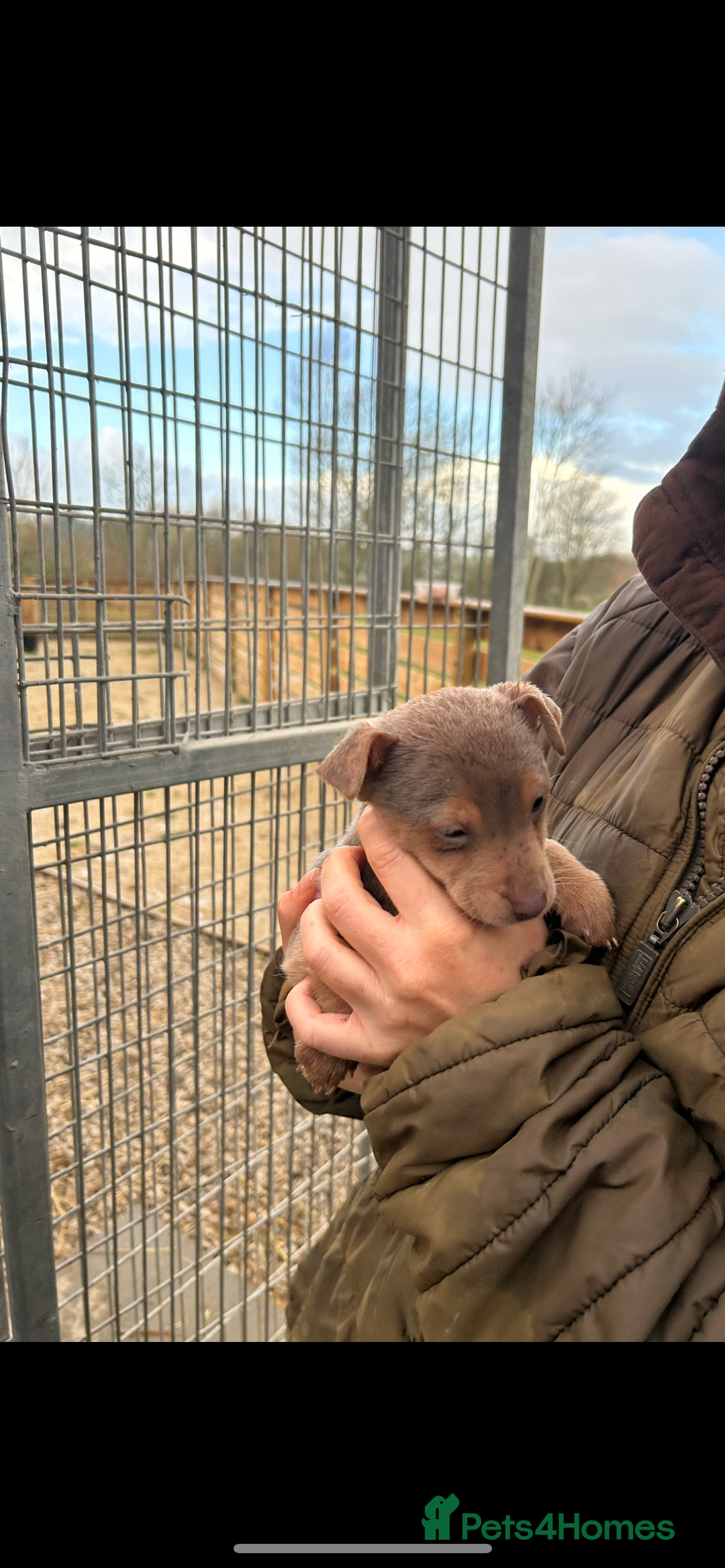 Jack Russell dogs for sale: Miniature Lilac jack Russells - Advert 6