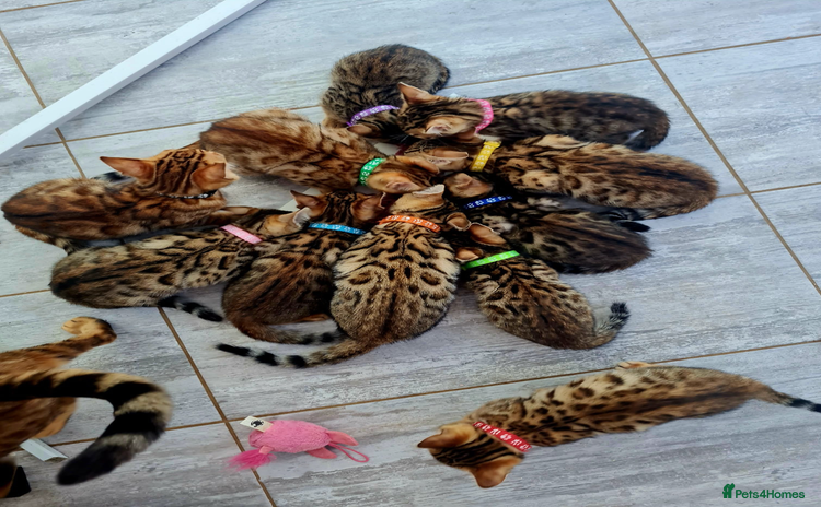 Bengal cats - Advert 4