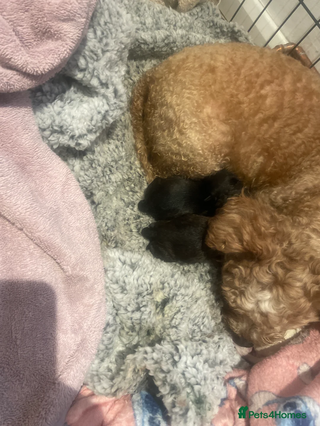 Pomapoo dogs for sale: Wolf sable pomapoos - Advert 7