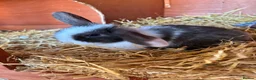 Mixed Breed rabbits for sale: 3 baby lop bunnies - Advert 8