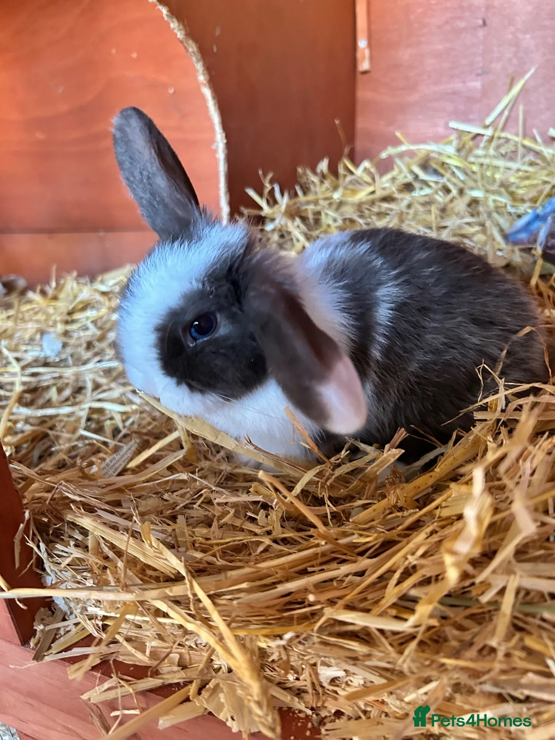 Mixed Breed rabbits for sale: 3 baby lop bunnies - Advert 8